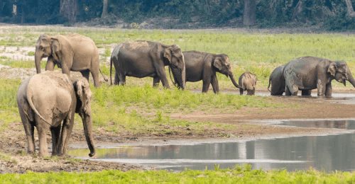 Assam