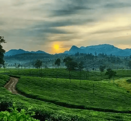 South India