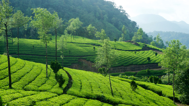 Hill Station Escape